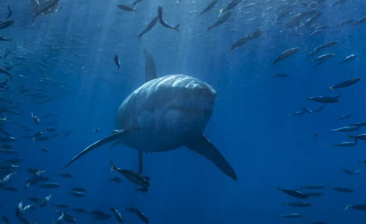 Un tiburón blanco nadando entre un banco de caballas