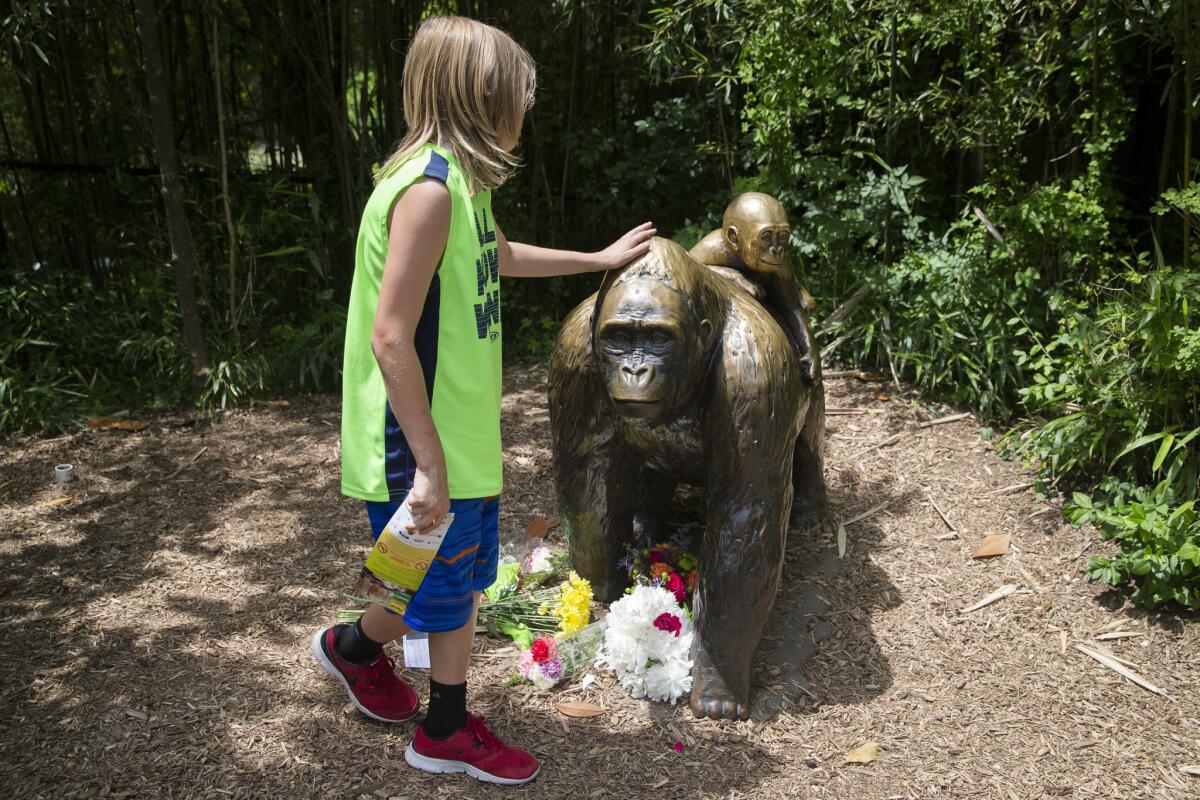 A child touches the head of a gorilla statue where flowers have been placed outside the Gorilla World exhibit at the Cincinnati Zoo & Botanical Garden in Cincinnati, Ohio.