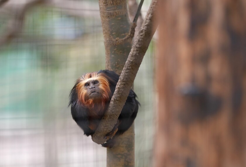 A lion tamarin monkey stares at visitors as he rests on his perch at the Santa Ana Zoo.