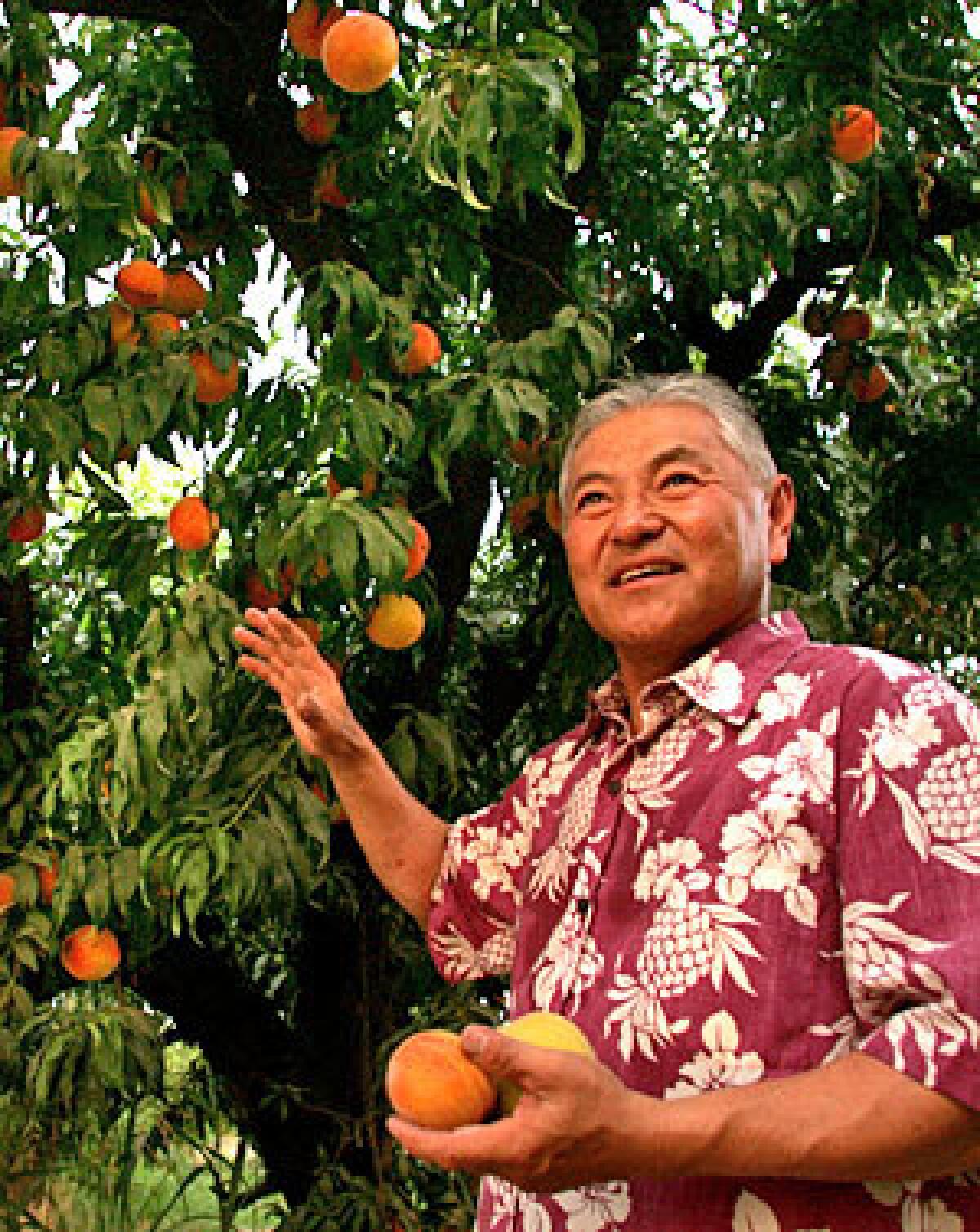 GROWER: Masumoto knows peaches, and worry.
