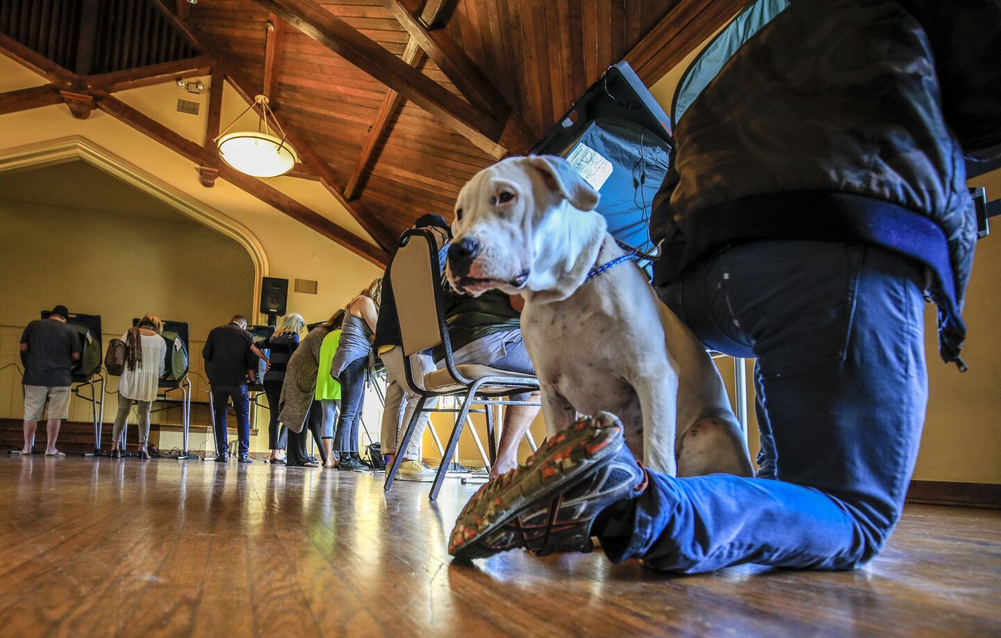 Zelda waits for her owner, Tony Payan, to cast his ballot at the Neighborhood Congregational Church in Laguna Beach on election day.