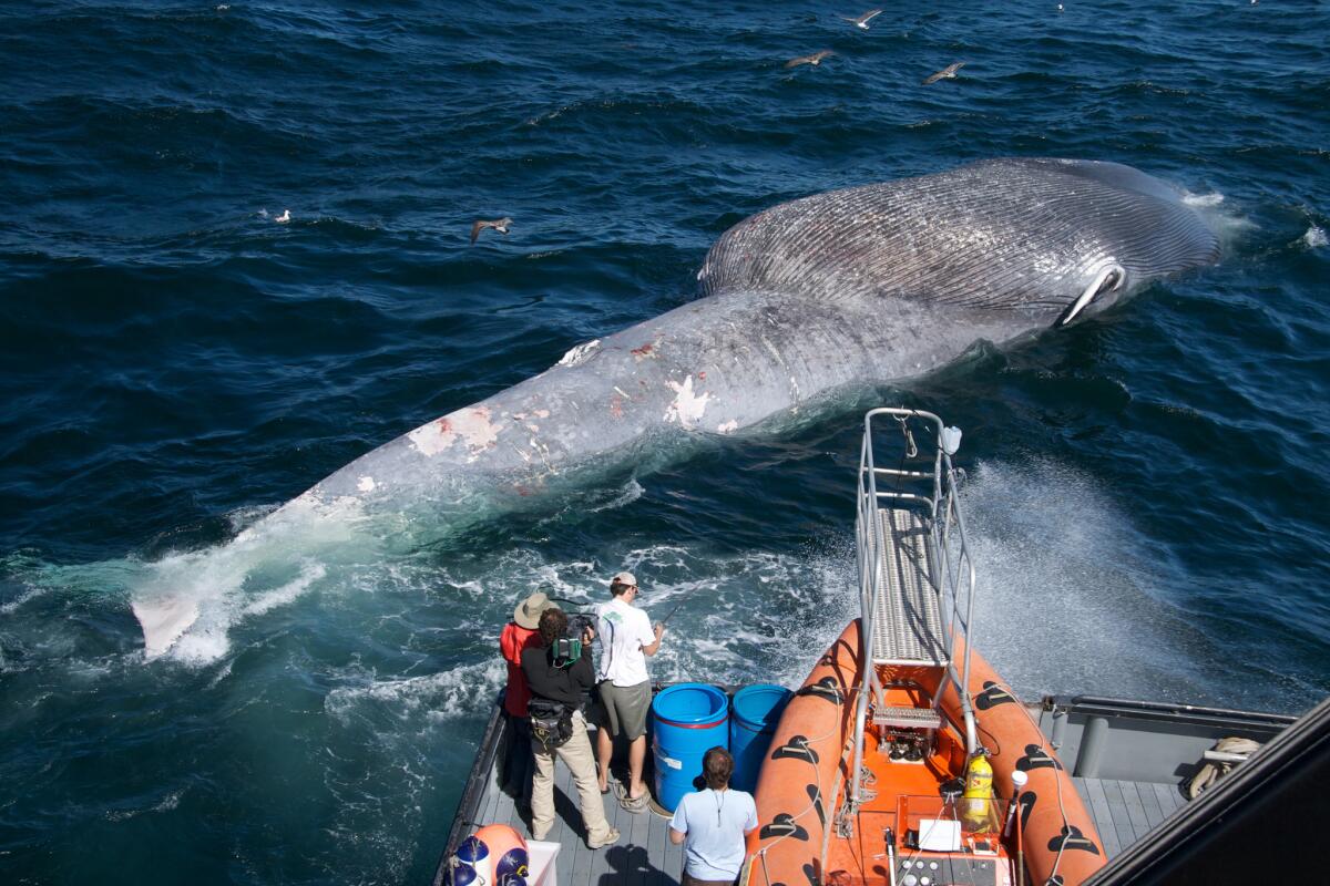 Researchers examine a dead blue whale killed in a collision with a ship.