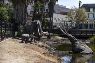 LOS ANGELES, CALIF. - AUGUST 26: Three replica mammoths in the Lake Pit as people wander the grounds at the La Brea Tar Pits and Museum at Hancock Park on Monday, Aug. 26, 2019 in Los Angeles, Calif. (Kent Nishimura / Los Angeles Times)