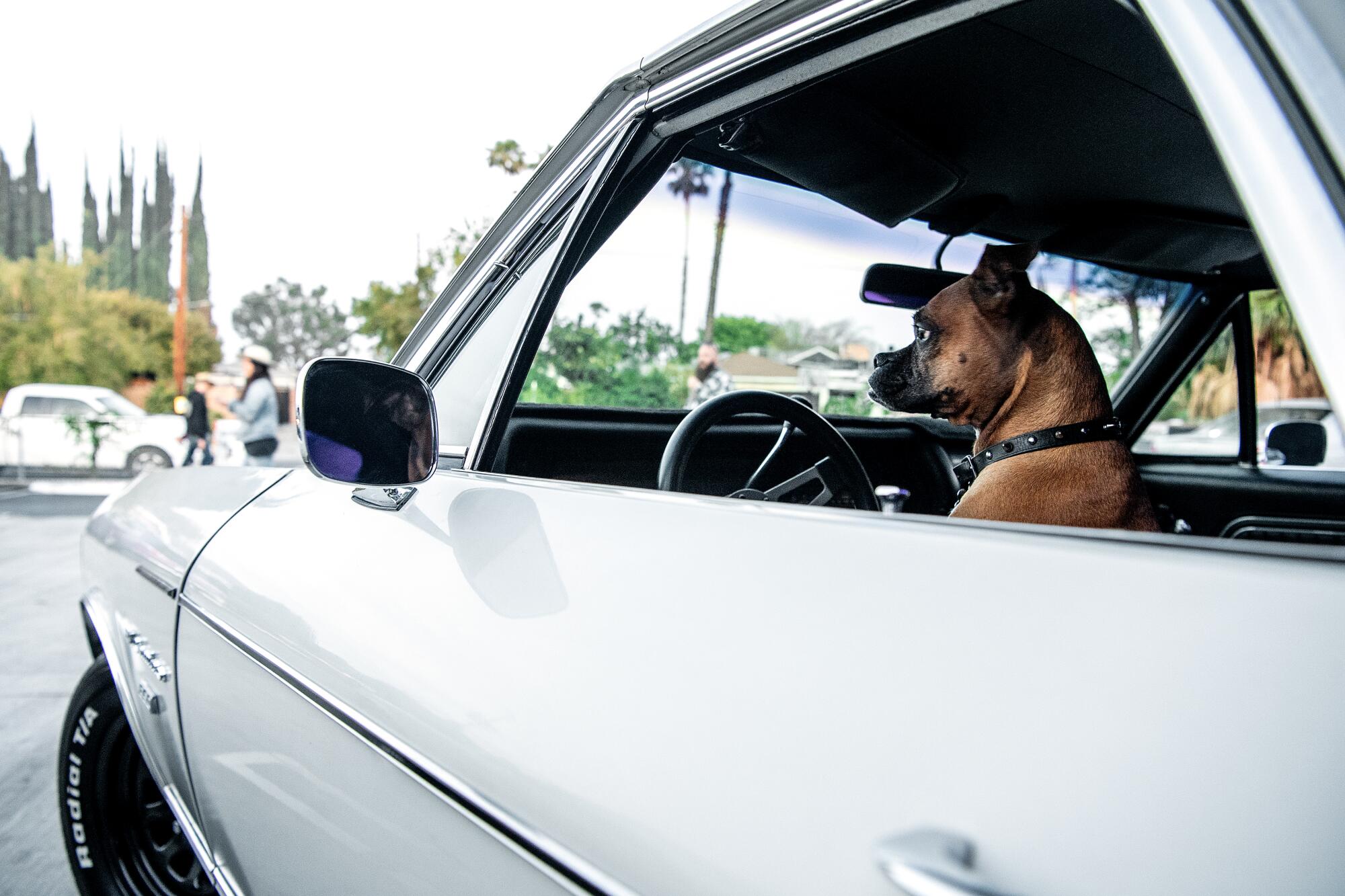 Lola the dog sits in the front seat of a 1972 Chevy El Camino.