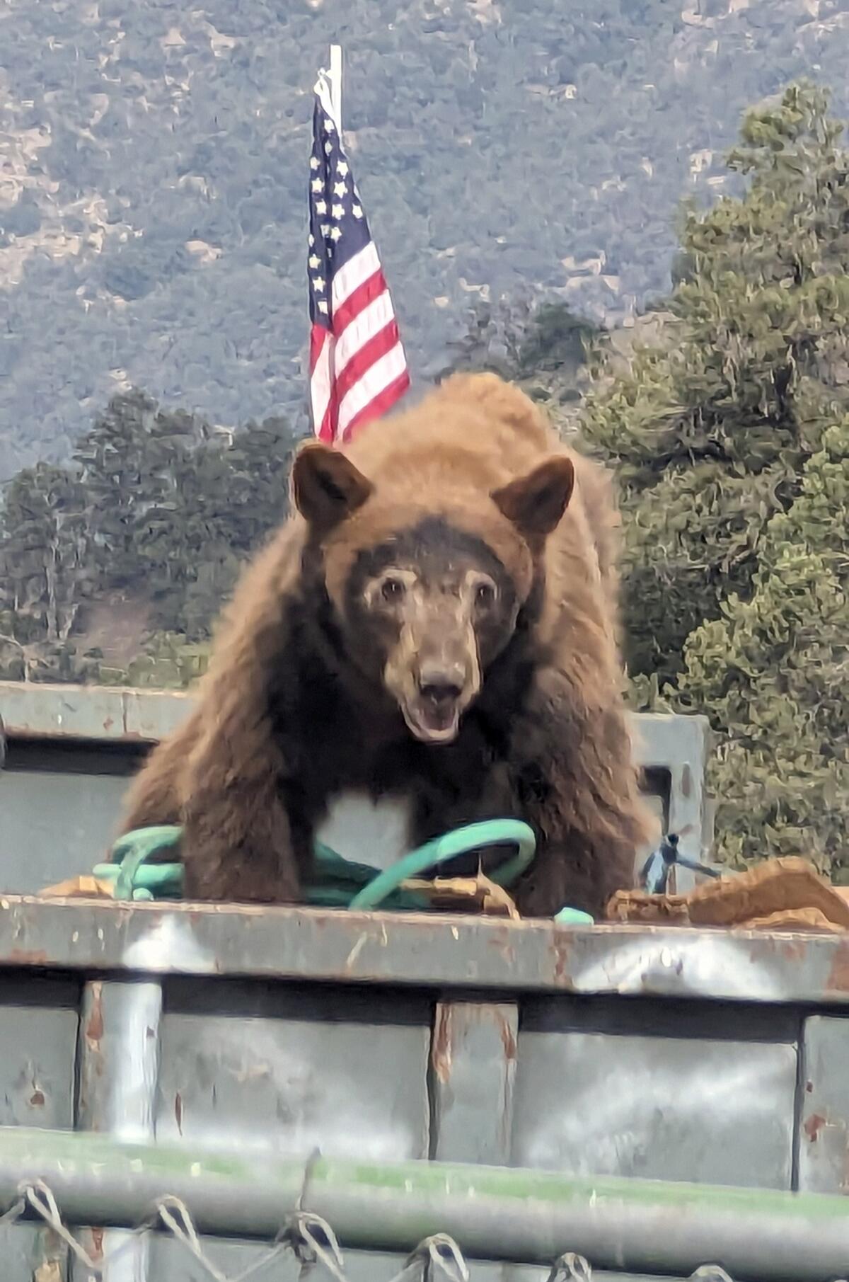 A bear rummages through a dumpster in Pine Mountain Club.