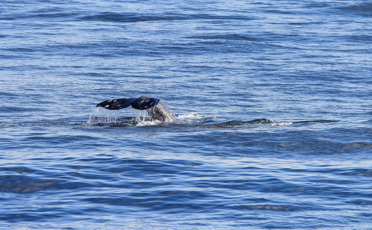 A fluke of an Eastern Pacific gray whale.