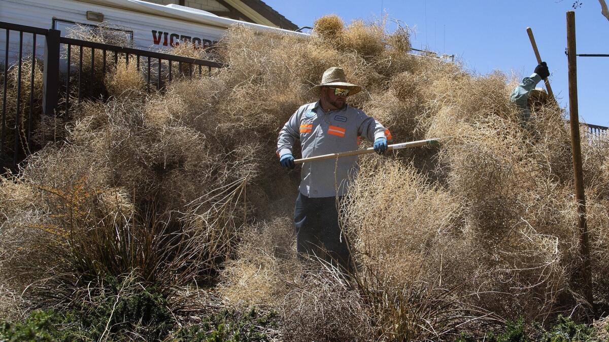 Victorville city worker Andrew Quarton clears a fence-high heap of tumbleweeds that piled up behind a San Bernardino County fire station at Sunset Ridge Park.