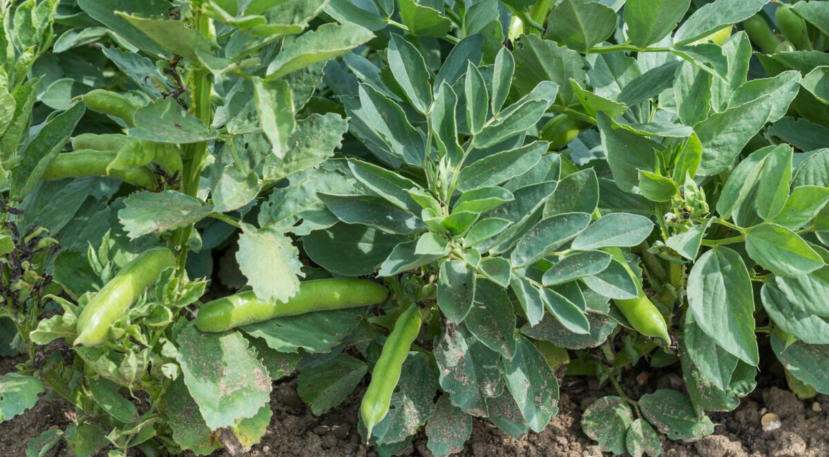 'Robin Hood' is a new dwarf variety of fava beans.