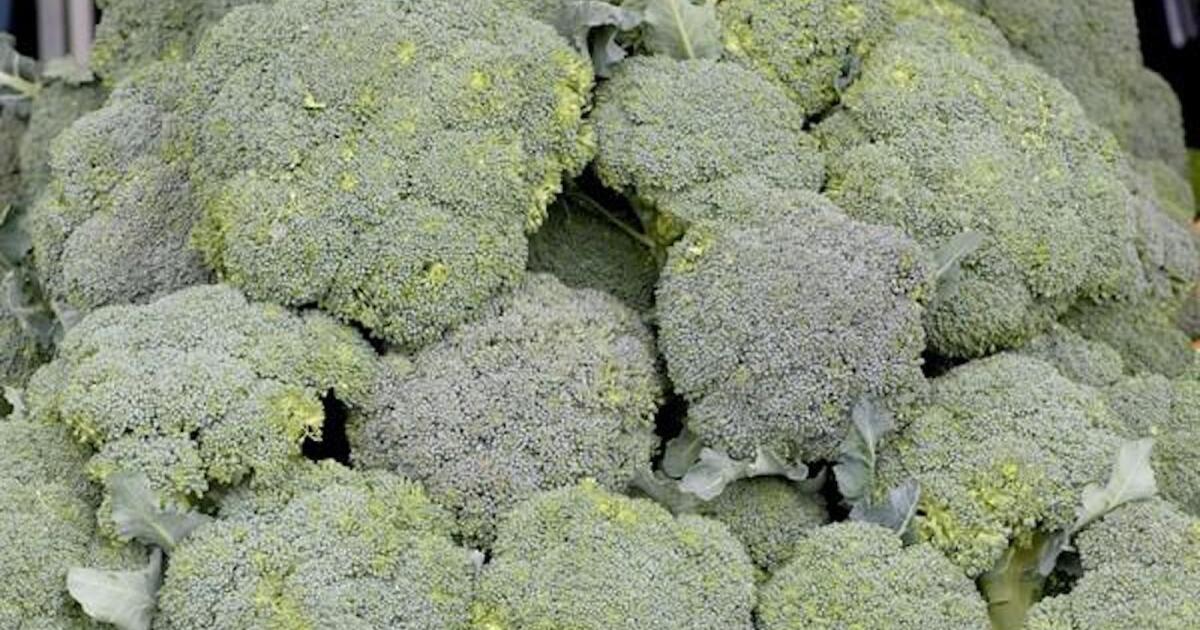 Farmers market report: Broccoli is in season. We have recipes