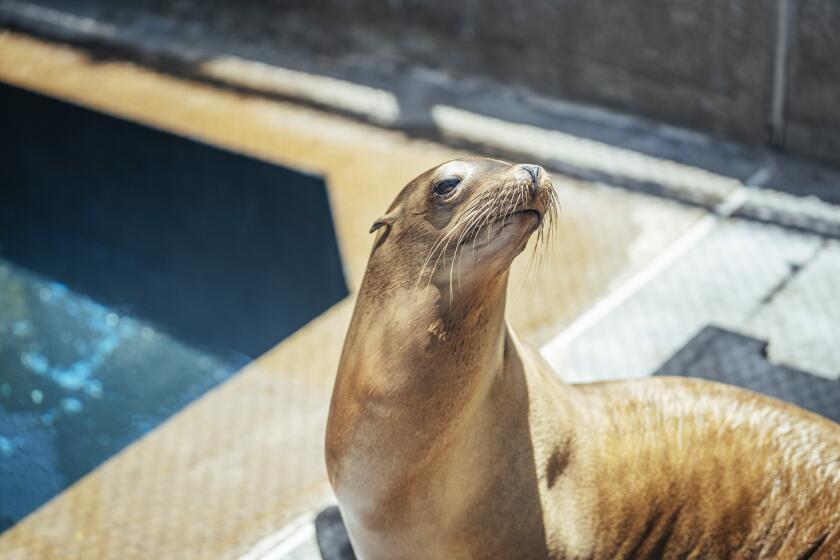 A sea lion suffering from domoic acid poisoning sits at SeaWorld's Rescue Center on June 29, 2023.