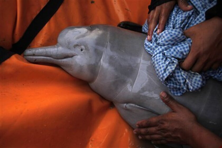 Bolivia Enacts Law To Save Amazon River Dolphins The San Diego Union Tribune