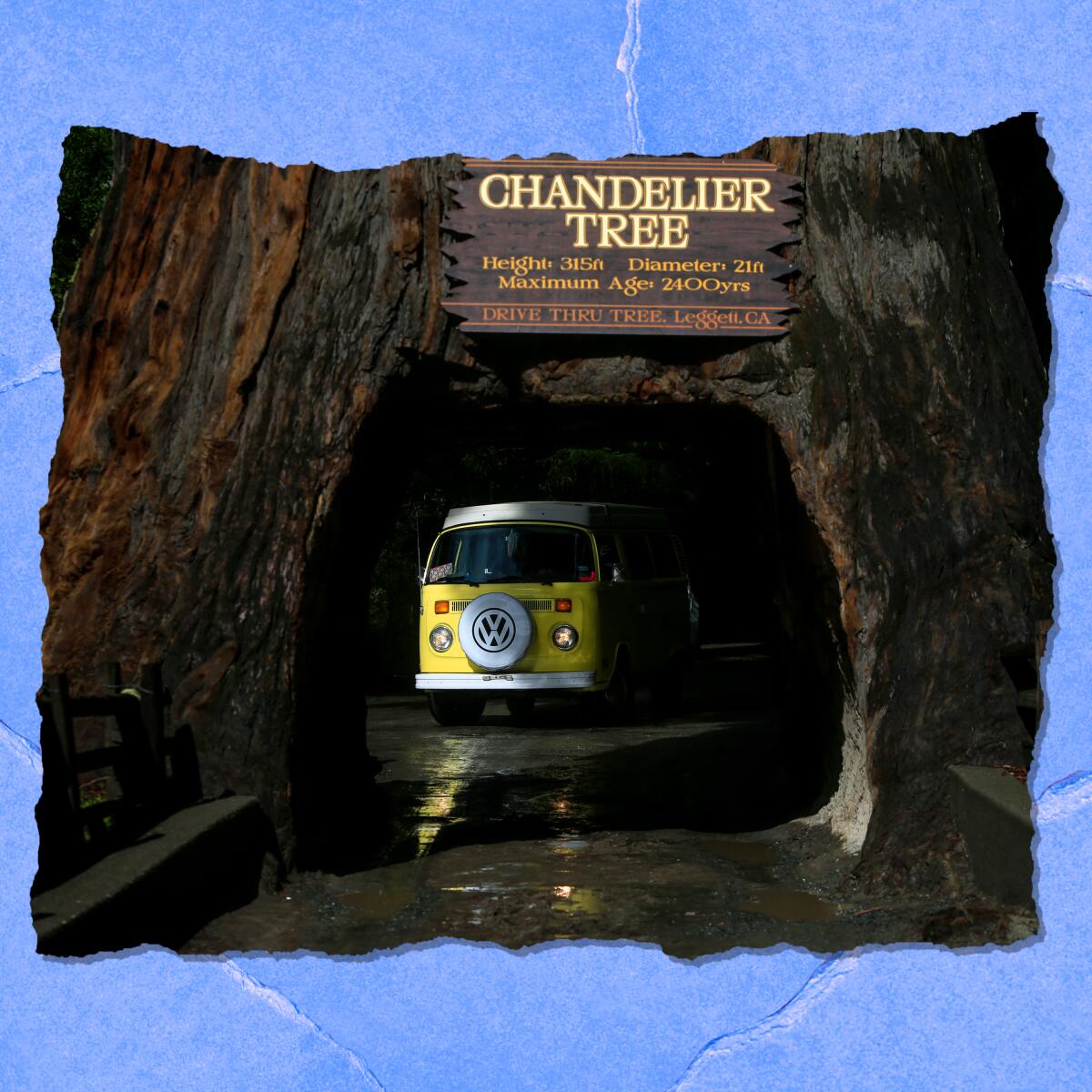 A Volkswagen mini-bus is seen in a tunnel in a tree with the sign "Chandelier Tree."