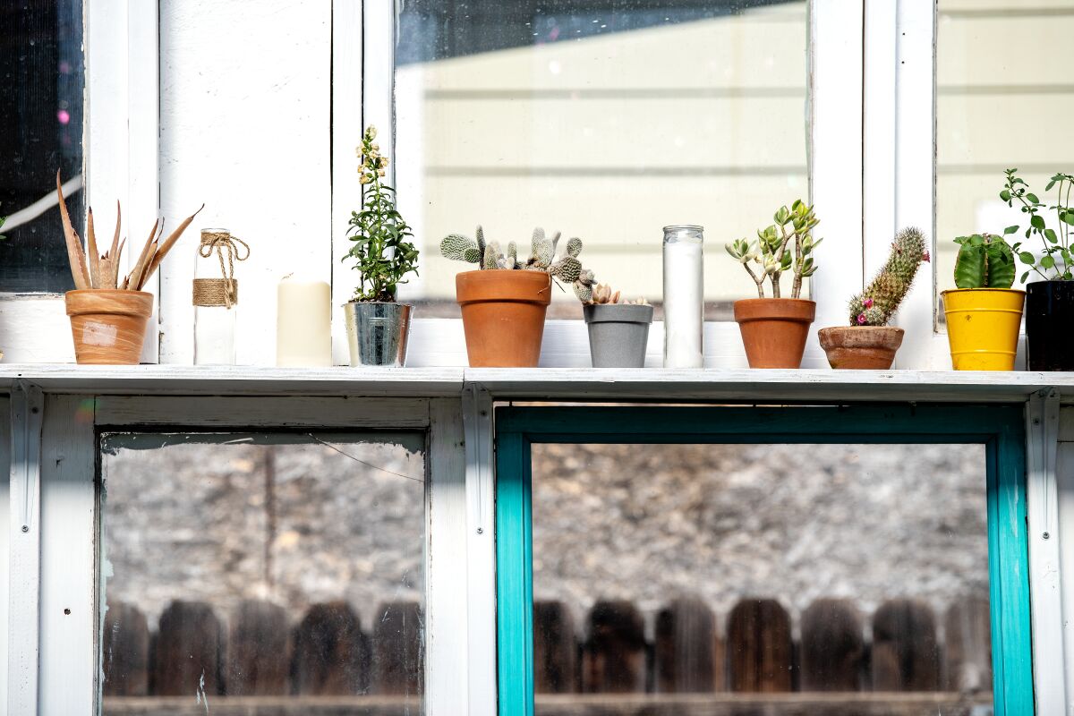 Plants line a shelf in the greenhouse.