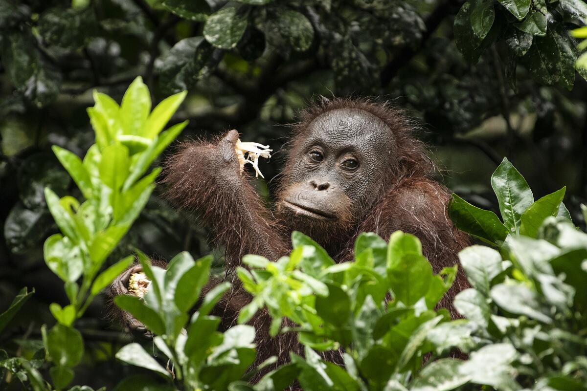 An orangutan sitting among plants.