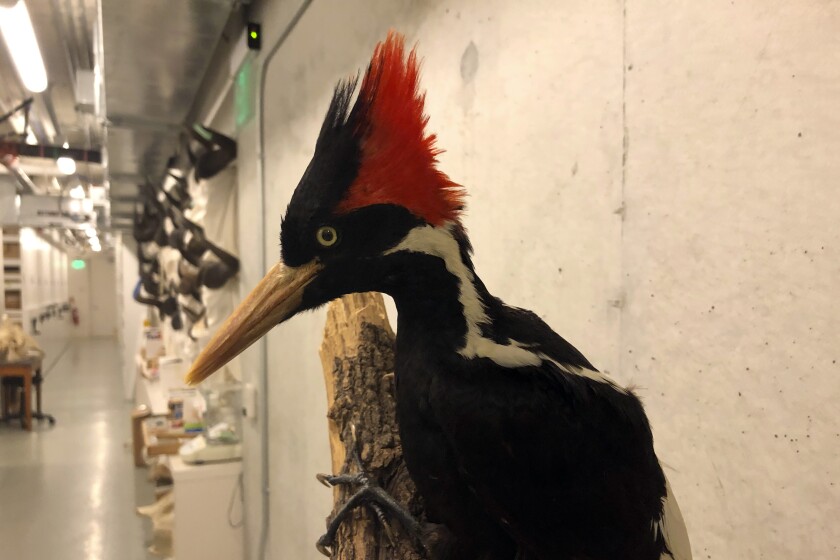 FILE - An ivory-billed woodpecker specimen is on a display at the California Academy of Sciences in San Francisco, Sept. 24, 2021. The U.S. Fish and Wildlife Service put off a decision about whether ivory-billed woodpeckers are extinct, announcing Wednesday, July 6, 2022, that it's adding six months to review information, including a month of public comment. (AP Photo/Haven Daley, File)