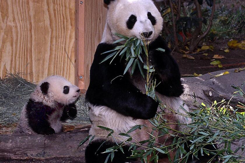 This photo released by the San Diego Zoo 18 December, 2003, shows the zoo's male giant panda cub, Mei Sheng (L) watches mom, Bai Yun, as she munches on some bamboo on 17 December, 2003, at the SBC Giant Panda Research Station. The 4-month-old cub makes his public debut on 18 December, with his mom for a limited time, for the next several weeks. Mei Sheng, which translates into "Born in the USA," is the second giant panda to be born at the Zoo and the first in the Western Hemisphere since 1999. AFP PHOTO/SAN DIEGO ZOO/Ken BOHN ORG XMIT: SND99