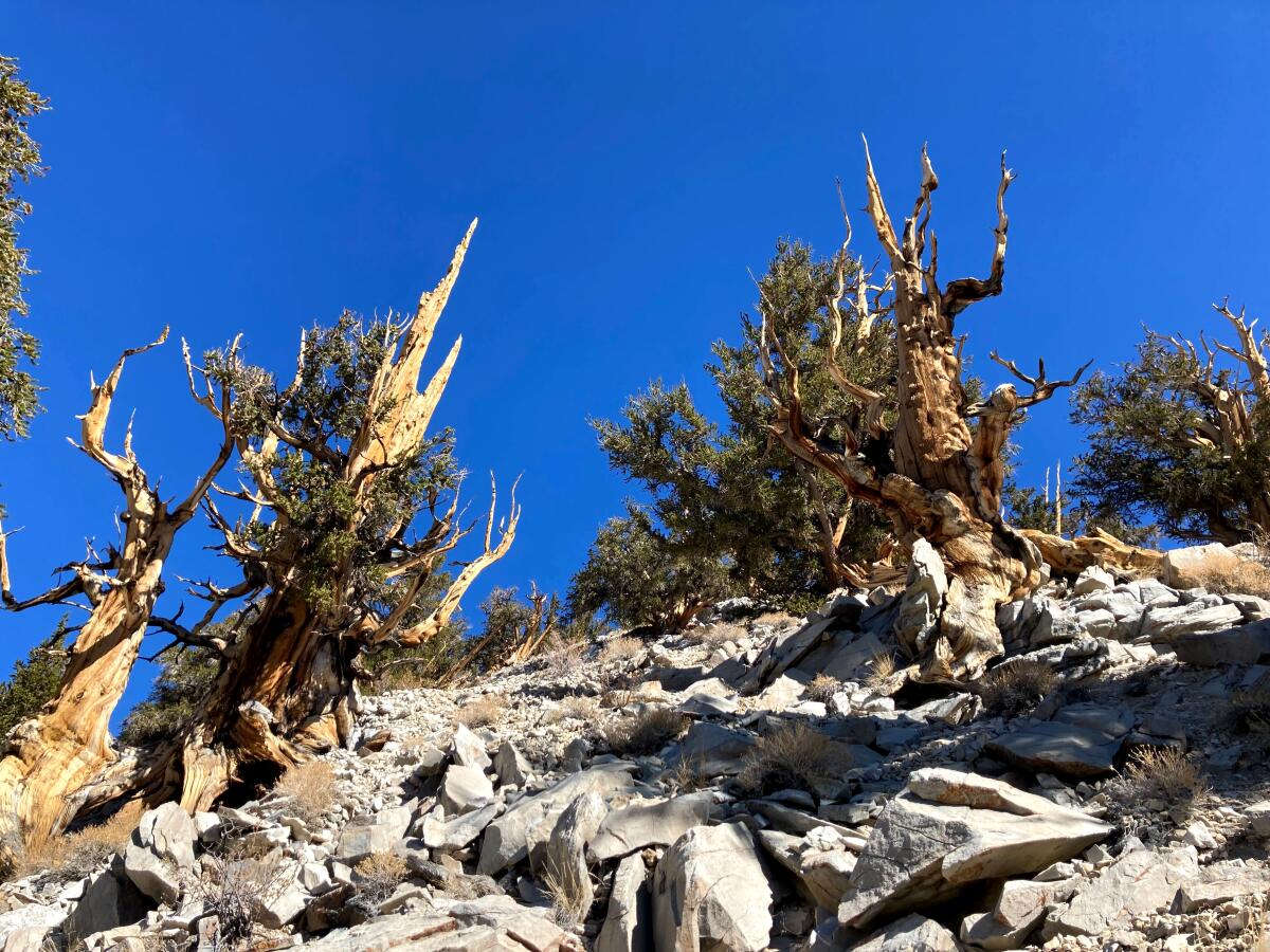 The Discovery Trail at the Ancient Bristlecone Pine Forest in the White Mountains in Inyo County, Calif.