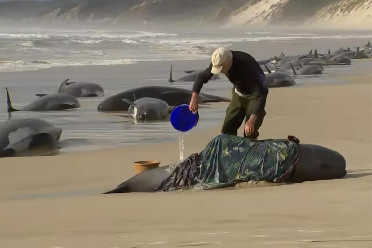 A man in dark clothing and beige cap pours water from a bucket on a whale, with a line of other beached whales behind him