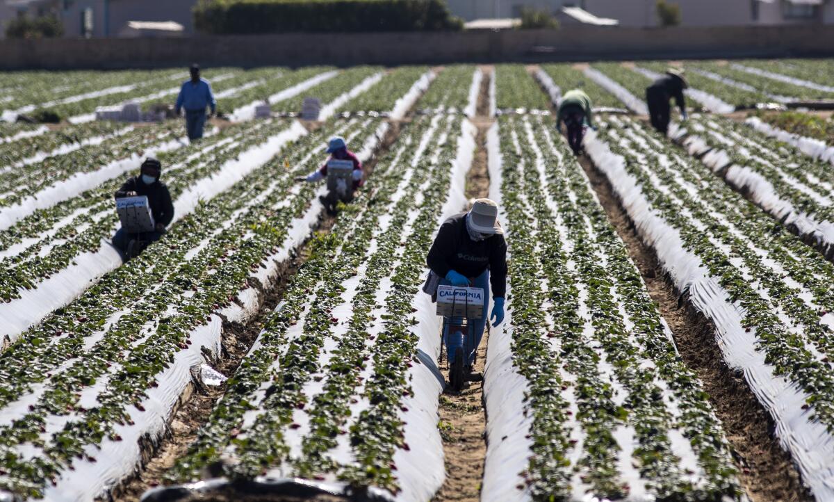 Farmworkers working between rows of strawberries 