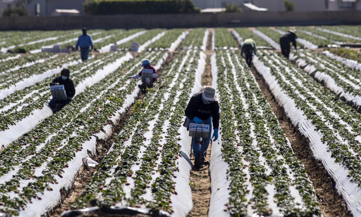 People walk and crouch in dirt rows in a field.