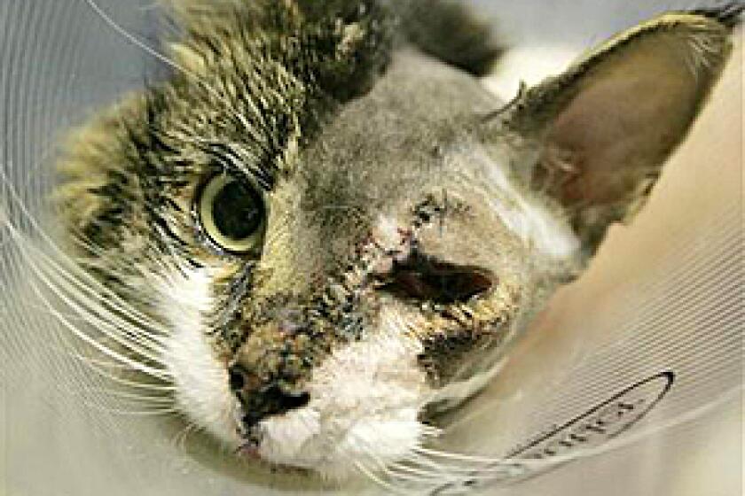 Edgar, a 4-year-old long-haired female cat, is seen with stitches running the length of her face while resting with an Elizabethan collar around her neck following surgery at the Angel Animal Medical Center, in Boston, Tuesday, Dec. 9, 2008. Veterinarians completed an unusual surgery to reattach the face of the cat that was slashed by a car's fan belt while she apparently tried to stay warm under the hood.