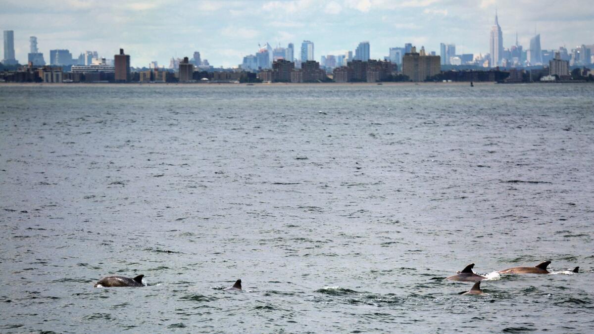 Bottlenose dolphins swim near the Verrazano-Narrows Bridge, the entrance to New York Harbor. The Empire State Building and Manhattan skyline are visible in the background.