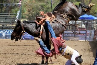 September 26, 2015_Poway, California_USA_| Poway Rodeo- Tab Hildreth, of Gunnison, Colorado, falls from "Get Back" in the Saddle Bronc Riding event. |_Mandatory Photo Credit: Photo by Charlie Neuman/San Diego Union-Tribune/Copyright 2015 San Diego Union-Tribune, LLC