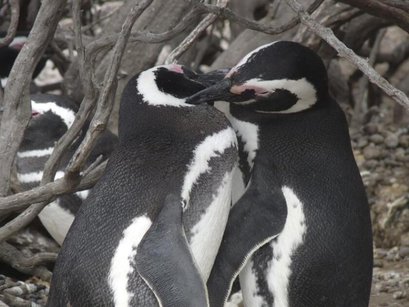 Fotografía de una pareja de pingüinos. EFE/SOLO USO EDITORIAL