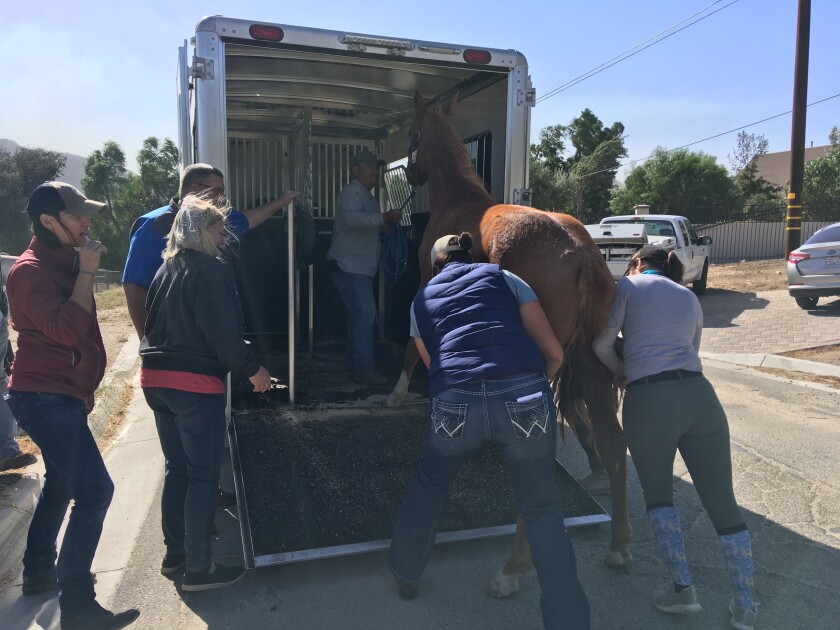Volunteers load a horse into a trailer as the Easy fire grows in Simi Valley on Wednesday.