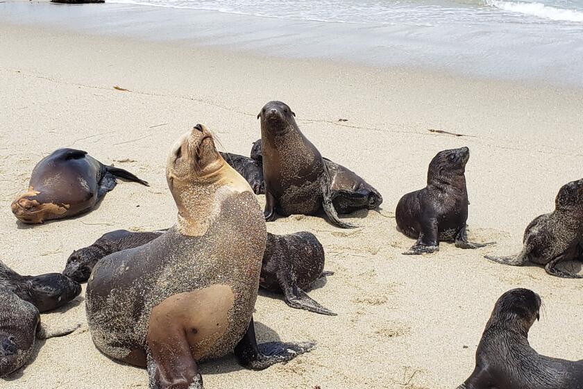 Sea lions hang out on Boomer Beach in La Jolla.