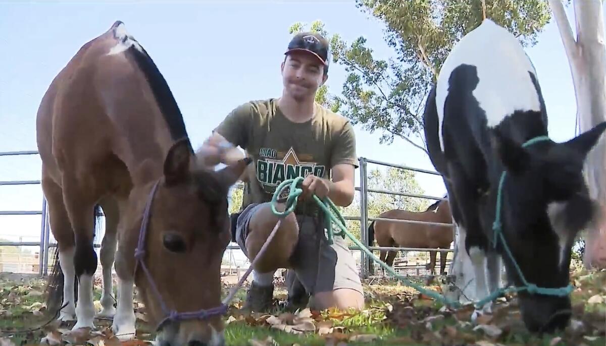 A man kneels down with miniature horses.