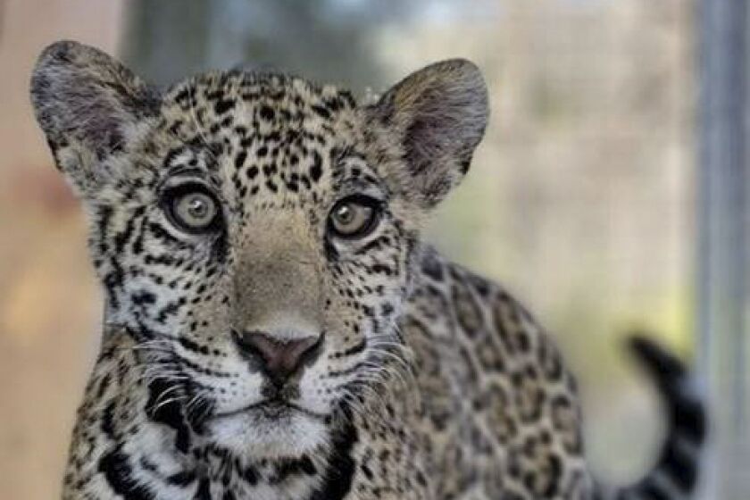 This jaguar cub was illegally sold for approximately $30,000 and transported from Texas to California in the spring of 2021.