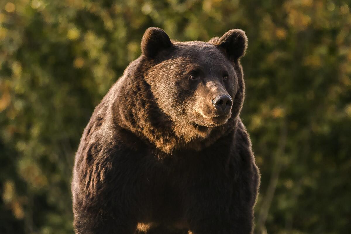 In this Oct. 2019 handout photo provided by NGO Agent Green, Arthur, a 17 year-old bear, is seen in the Covasna county, Romania. Romanian police will investigate a case involving Emanuel von und zu Liechtenstein, an Austrian prince who is reported to have "wrongly" killed the massive male bear in a trophy hunt on a visit to the country's Carpathian Mountains in March, 2021. (Agent Green via AP)