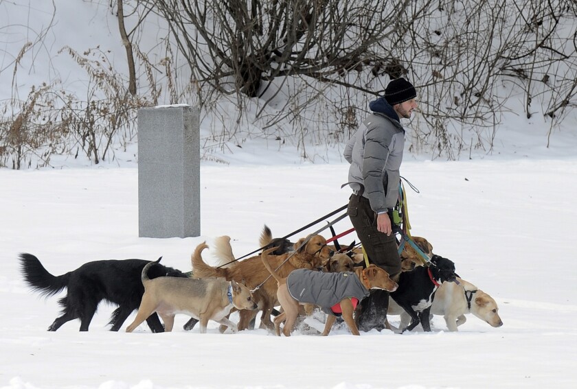 A dog walker takes several dogs for a walk on a snowy day in Saratoga Springs, N.Y.
