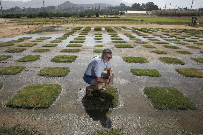 Riverside, CA - June 17: Jim Baird, Ph.D., Turfgrass Specialist, at a test field to evaluate variety of grasses under saline irrigation at UC Riverside Turfgrass Research & Extension on Friday, June 17, 2022 in Riverside, CA. (Irfan Khan / Los Angeles Times)