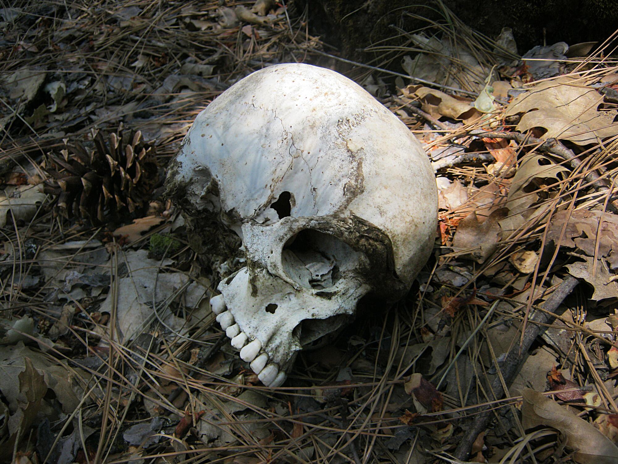 A skull on the floor of Stanislaus National Forest