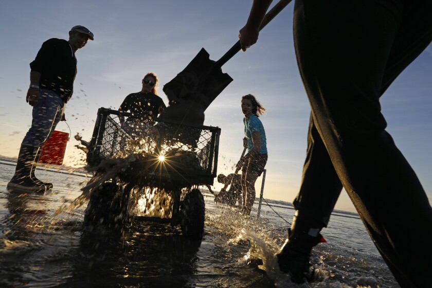 Five people work with shovels and buckets, dumping sand into a wire cart at the ocean shore.