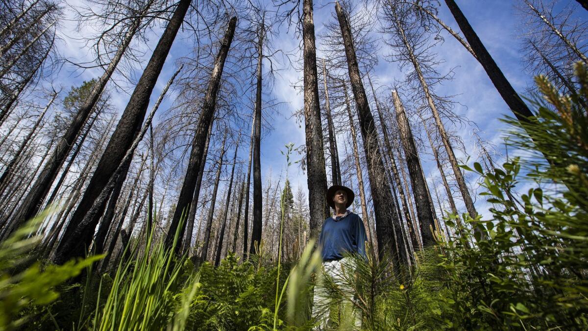 Ecologist Chad Hanson stands in a snag forest regenerating with ferns, wildflowers and young trees in the Stanislaus National Forest.