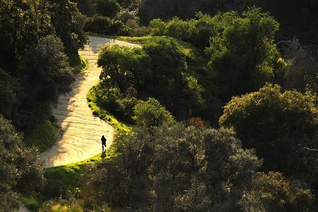 1. Griffith Park: From the ferns to the stars