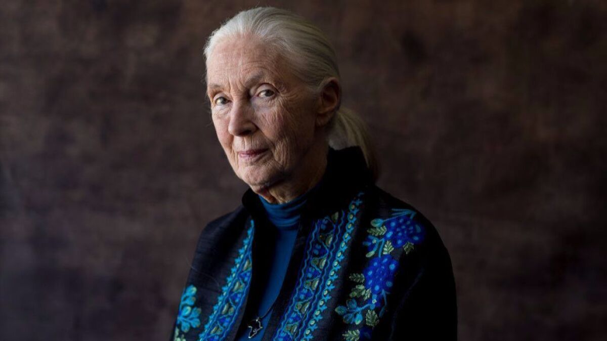 Primatologist Jane Goodall.