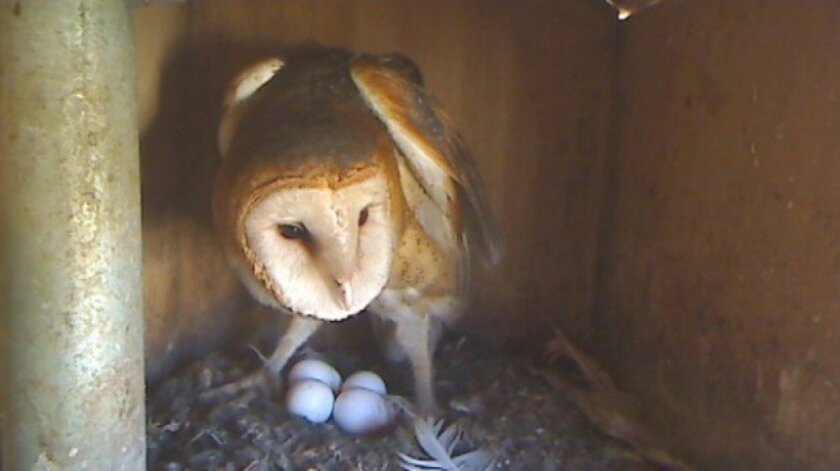 San Marcos Molly The Owl Loses Eggs Mate The San Diego Union