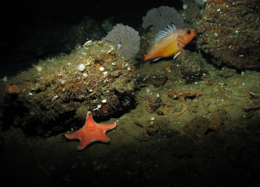 A starfish, coral and a green spotted rockfish. —Photo Courtesy of Oceana