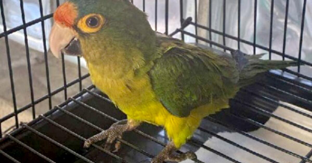 Border inspector finds protected birds in man's pants. Here's how he tried to explain it