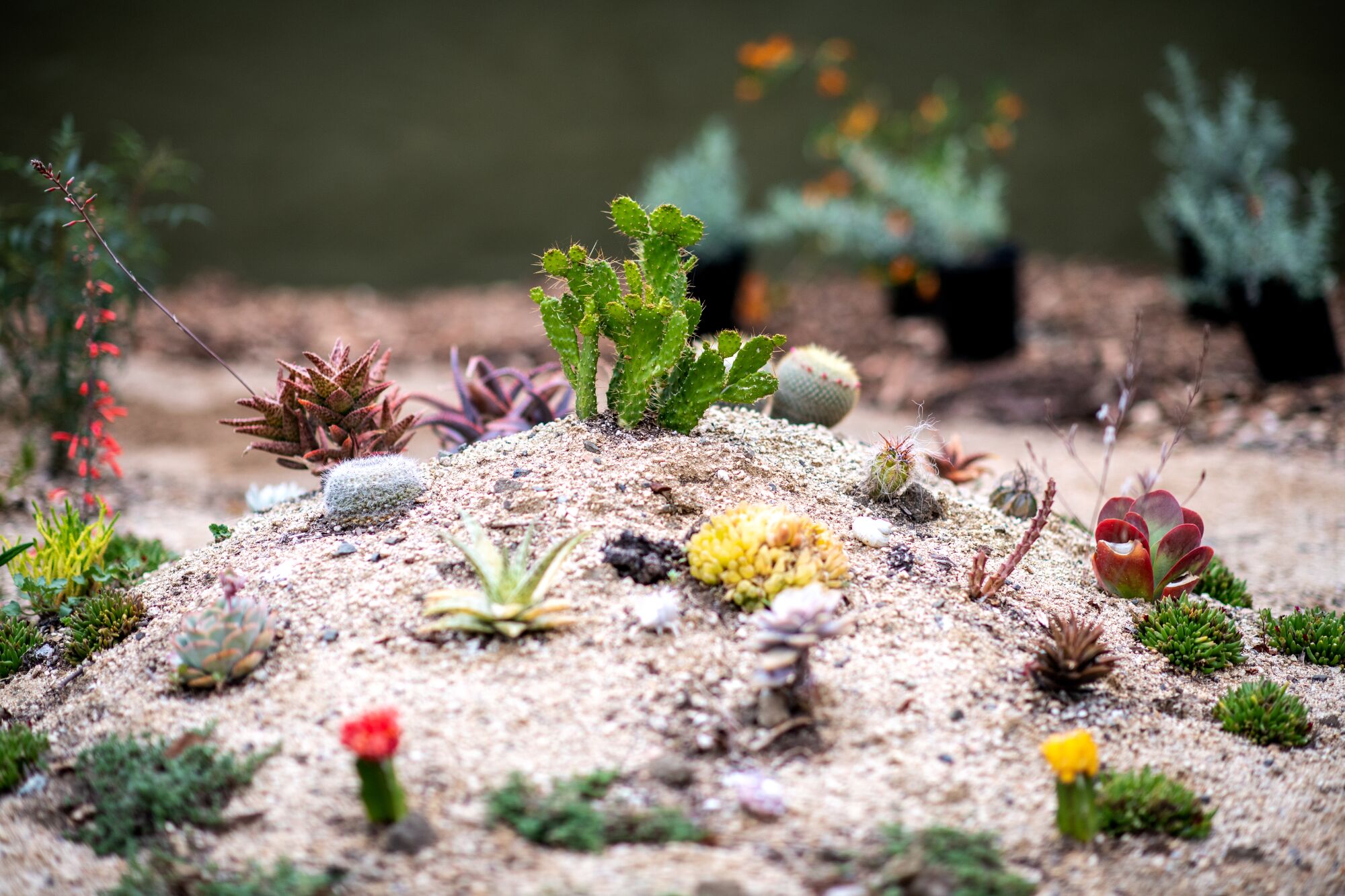 tiny succulents and cactuses sprout in a sandy hill 