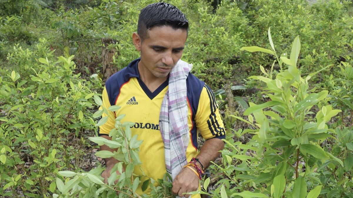 Elier Martinez heads a collective of coca farmers in the area around Tandil.