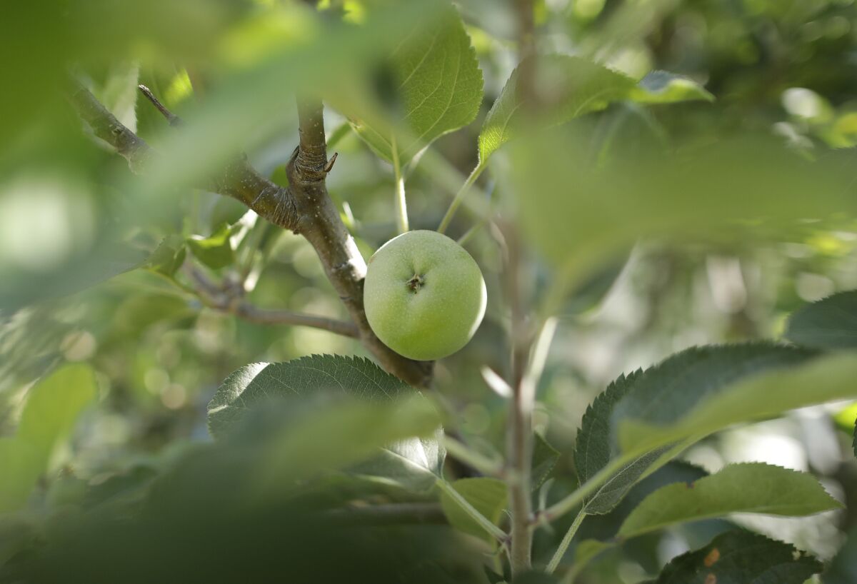An apple tree bears fruit at Heritage Museum in Los Angeles.