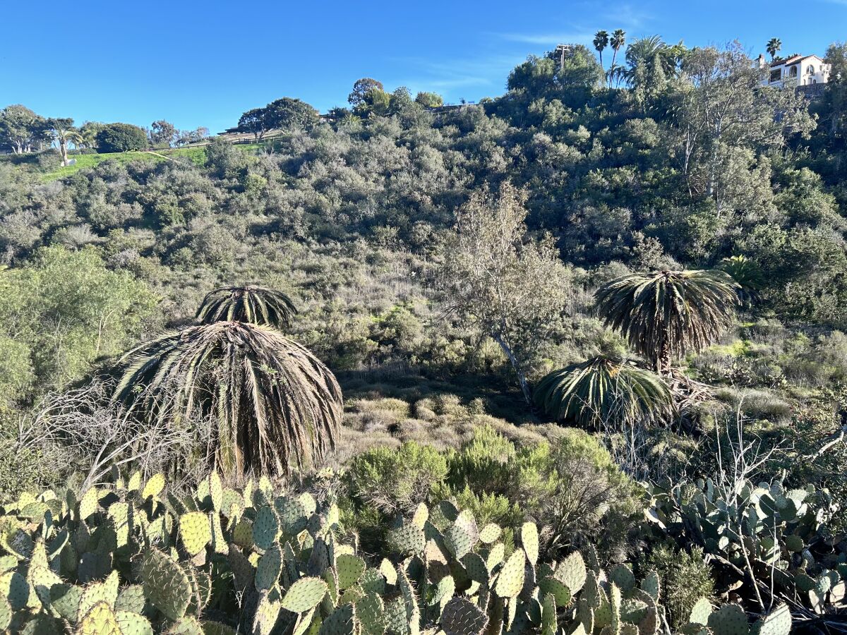 Infected palms are seen in a canyon off El Montevideo in Rancho Santa Fe.