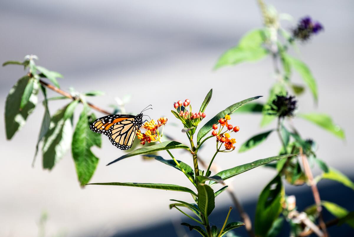 A monarch butterfly feeds on milkweed.