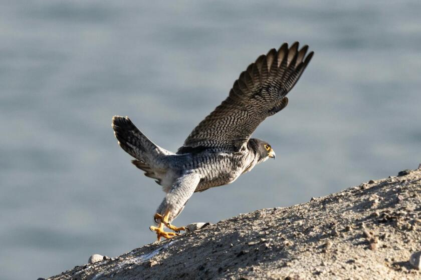 A peregrine falcon is ready for takeoff.