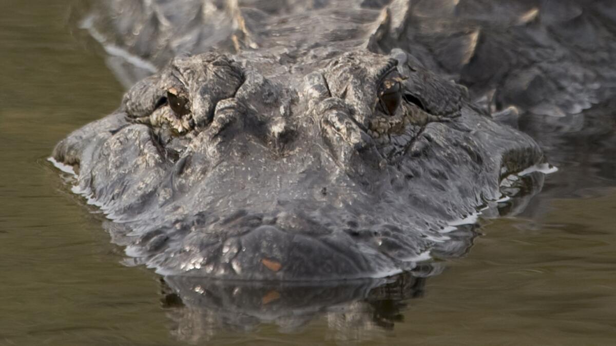 Alligator in a waterway at Florida wildlife refuge